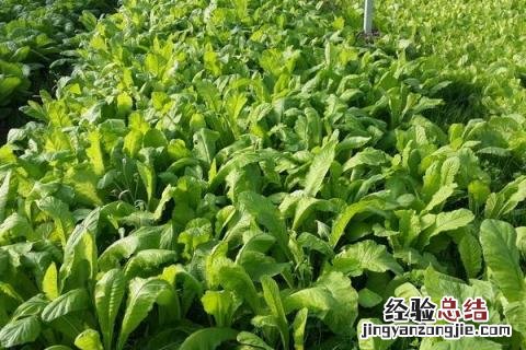 在农村办加工厂 农村加工办厂项目