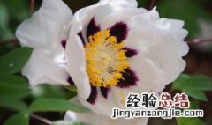紫斑牡丹的传说 紫斑牡丹的传说课外阅读
