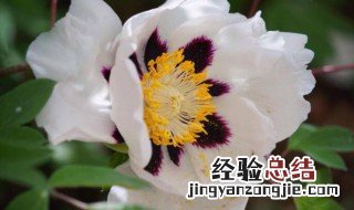 紫斑牡丹的传说 紫斑牡丹的传说课外阅读