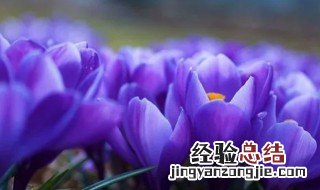 紫色郁金香代表什么 郁金香是紫色的吗