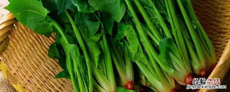 跟红叶青是什么菜 根红叶青是什么菜