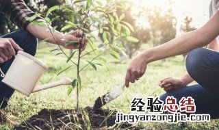 平安树的传说 平安树的传说是什么