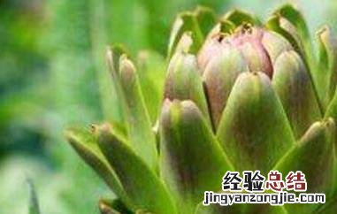 蛹虫草朝鲜蓟的功效与作用 朝鲜蓟的功效与作用