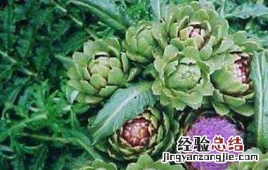蛹虫草朝鲜蓟的功效与作用 朝鲜蓟的功效与作用