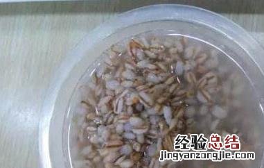 青稞醪糟怎么做 青稞酒怎么酿