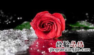 玫瑰的正确读音是什么 玫瑰读音百度汉语