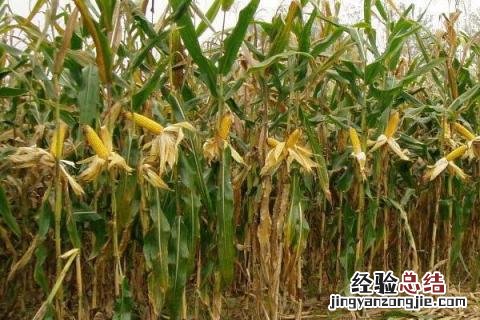 中地159玉米品种特征 中地159玉米种子介绍
