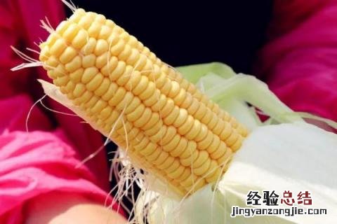中地159玉米品种特征 中地159玉米种子介绍