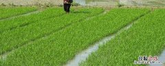 爱苗农药有什么作用，附简介 爱苗杀菌剂有什么作用