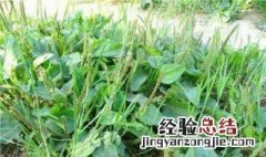 车前草的传说 车前草的传说故事200字
