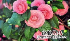 送山茶花是什么意思 送山茶花代表什么意思