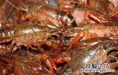 小龙虾病害防治技术 小龙虾病虫害防治技术