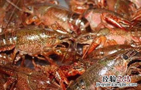 小龙虾病害防治技术 小龙虾病虫害防治技术