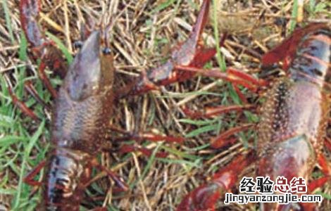 小龙虾病害防治技术 小龙虾病虫害防治技术