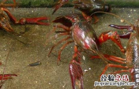 小龙虾病害防治技术 小龙虾病虫害防治技术