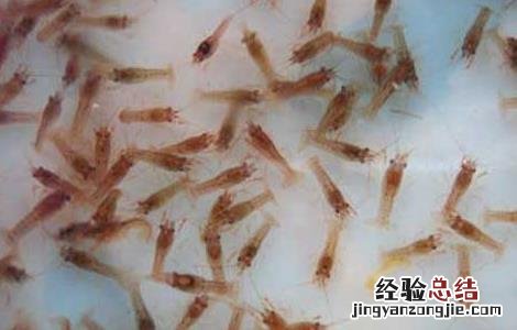 小龙虾病害防治技术 小龙虾病虫害防治技术