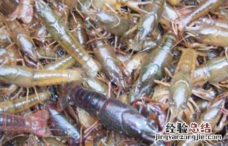 小龙虾病害防治技术 小龙虾病虫害防治技术