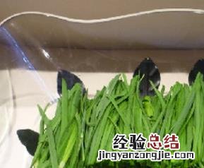 韭菜的药用价值与功效图片 韭菜的药用价值与功效