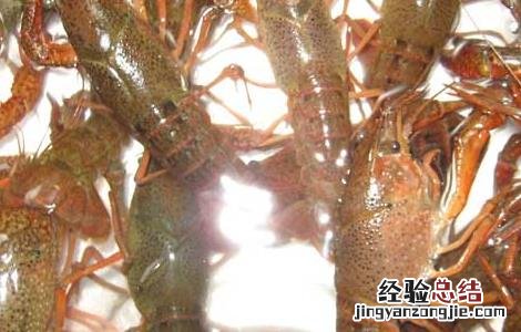 对虾养殖发病特征 对虾养殖常见病害