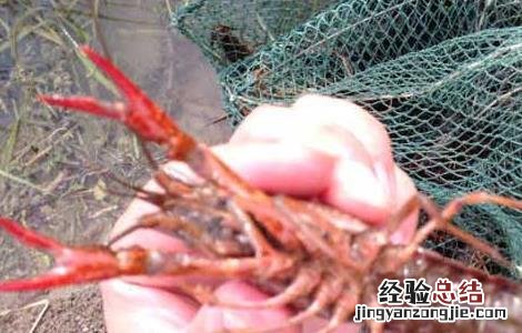 对虾养殖发病特征 对虾养殖常见病害