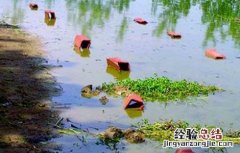 对虾养殖发病特征 对虾养殖常见病害