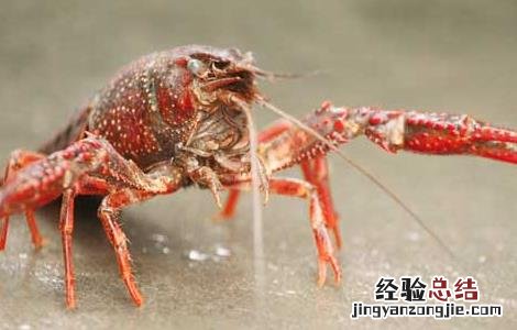 小龙虾养殖效益影响因素 养殖小龙虾的优势和劣势