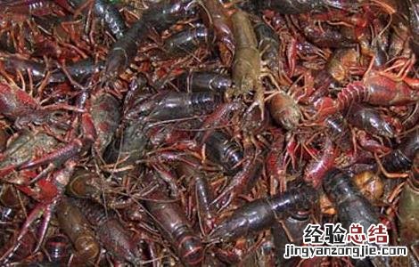 小龙虾人工繁育技术 小龙虾人工繁育技术研究
