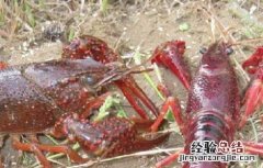 小龙虾人工繁育技术 小龙虾人工繁育技术研究