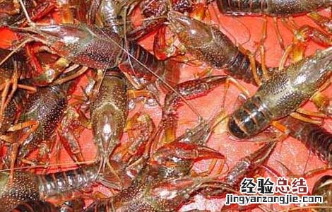 淡水小龙虾水质管理技术 小龙虾净化水质