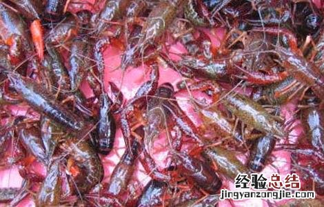 淡水小龙虾水质管理技术 小龙虾净化水质