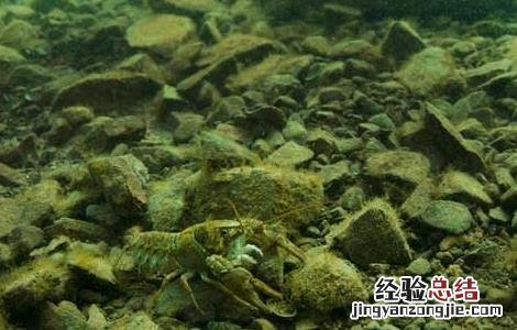 淡水小龙虾水质管理技术 小龙虾净化水质