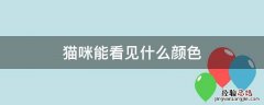 猫咪能看见什么颜色 猫咪能看见颜色嘛