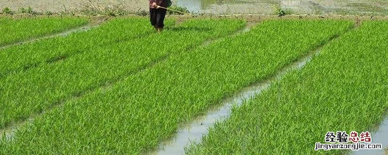 富士一号农药治什么病，附简介 富士一号农药说明书