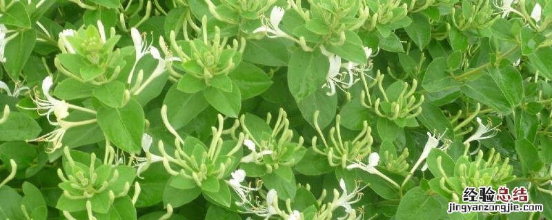 金银花一亩收益 金银花一亩利润多少，种植前景如何