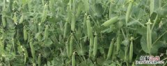 种豆可以肥田的原因，什么肥膨果快 种豆可以肥田是为什么