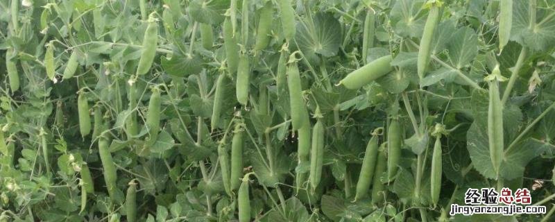 种豆可以肥田的原因，什么肥膨果快 种豆可以肥田是为什么