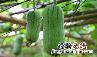 丝瓜的家常做法大全 丝瓜怎么做好吃