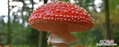 潮湿天气屋里长蘑菇,蘑菇扔掉还是吃 潮湿天气中房间里长蘑菇了可以吃吗