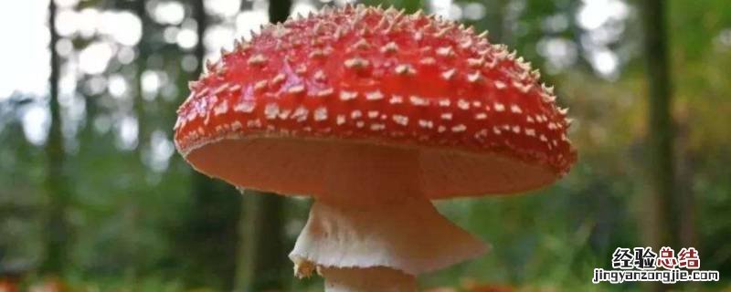 潮湿天气屋里长蘑菇,蘑菇扔掉还是吃 潮湿天气中房间里长蘑菇了可以吃吗