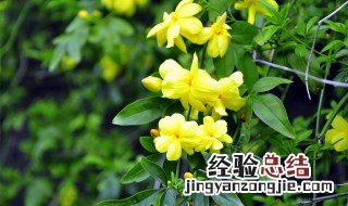 迎春花是什么植物的花 迎春花是什么植物