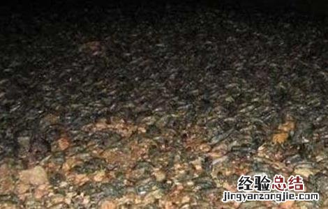 龙虾壳有什么用途? 龙虾虾壳的用途