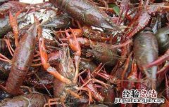 龙虾壳有什么用途? 龙虾虾壳的用途