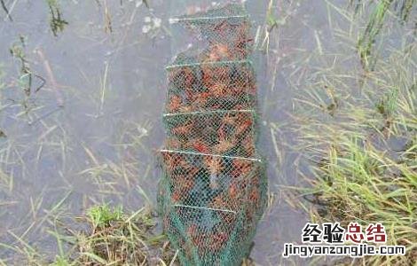龙虾苗培育技术 小龙虾虾苗培育技术