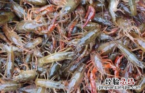 龙虾苗培育技术 小龙虾虾苗培育技术