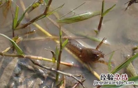 龙虾苗培育技术 小龙虾虾苗培育技术