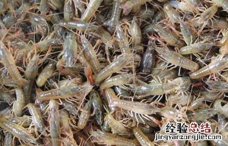 龙虾苗培育技术 小龙虾虾苗培育技术