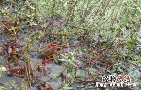 龙虾苗培育技术 小龙虾虾苗培育技术