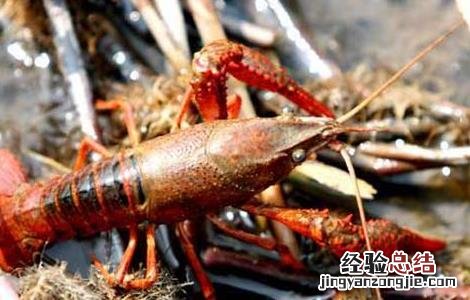 小龙虾饲料配方大全 小龙虾饲料配方