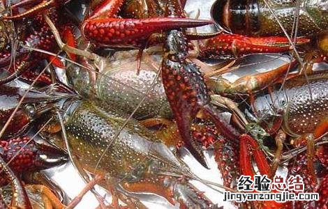 小龙虾饲料配方大全 小龙虾饲料配方
