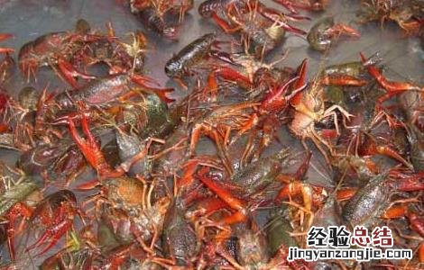 小龙虾饲料配方大全 小龙虾饲料配方
